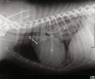 Diese Röntgenaufnahme eines Hundes mit akut einsetzender Dyspnoe zeigt die typische Trias radiographischer Veränderungen